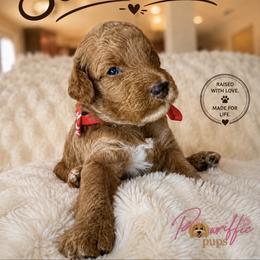 Goldendoodle, Maltipoo, and Poodle Puppies from Pawriffic Pups