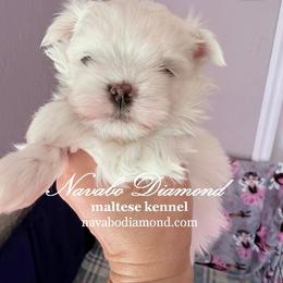 Boy 2 - White male Maltese puppy in Snowville, Utah from Navabo Diamond