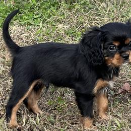 Cavalier King Charles Spaniels from Samantha McGregor