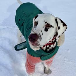 Rhaenyra - Dalmatian