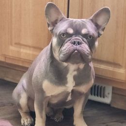 French Bulldogs from Frenchie Mafia