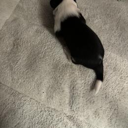 Sporty Mix Puppies from Seay's Sporty Mixes