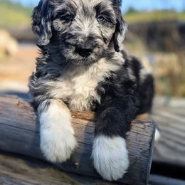 Aussiedoodle and Miniature Schnauzer Puppies from Cedar Creek Ranch