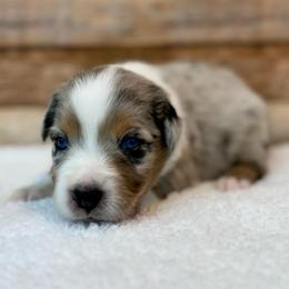 Van - Blue merle male Miniature Australian Shepherd puppy in Midway, Texas from L Bar W Aussie Ranch