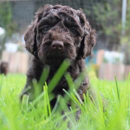 Red collar Ute - Chocolate male Australian Labradoodle puppy in Provo, Utah from EllsWORTH Labradoodles LLC