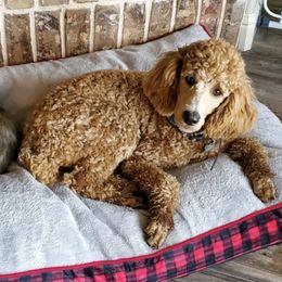 Poodle All Grown Up from M and M Standard Poodles