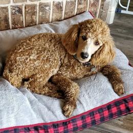 Poodle All Grown Up from M and M Standard Poodles