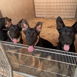 Dachshund and German Shepherd Puppies from Zwinger vom Donau-Ries