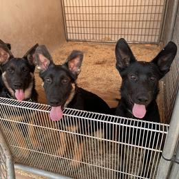 Dachshund and German Shepherd Puppies from Zwinger vom Donau-Ries