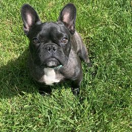 French Bulldog Puppies from Excuse My Frenchies