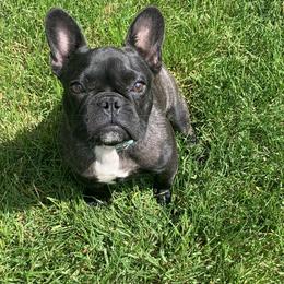 French Bulldog Puppies from Excuse My Frenchies
