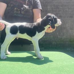 Tan - Black and white male Pointer puppy in Olympia, Washington from Birdsboro Pointers