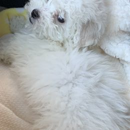 Maltipoos, Poodles, Shih Tzus, Yorkipoos, and Yorkshire Terriers from Bougie Paws LLC