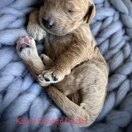 Poodle Puppies from Katie’s Standard Poodles