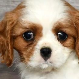 Grenadine - Blenheim female Cavalier King Charles Spaniel puppy in San Jose, California from AmberField Cavaliers