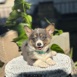 Elsa - Blue female Pembroke Welsh Corgi puppy in San Diego ,Ca, California from SoCal Native Corgis