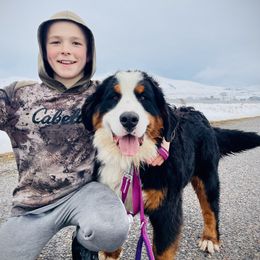 Jade - Bernese Mountain Dog