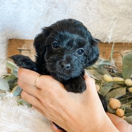 Cavapoo and Havapoo Puppies from Perfectly Playful Doodles