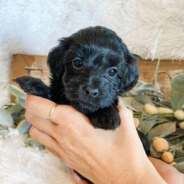 Cavapoo and Havapoo Puppies from Perfectly Playful Doodles