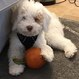 Australian Labradoodle Puppies from Rainier Labradoodles