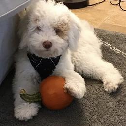 Australian Labradoodle Puppies from Rainier Labradoodles