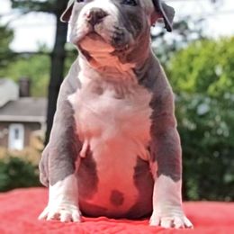 Thorpe - Blue collar male - American Bully puppy from Deuce's Den