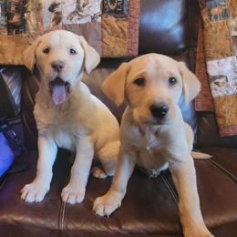 Labrador Retriever Puppies from Buffalo Valley Breeders