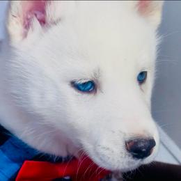 Rumi - White male Siberian Husky puppy in Atlanta, Georgia from Lobban Huskies