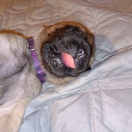 Goldie - Fawn female Mastiff puppy in Pleasanton, Texas from RKS Mastiff