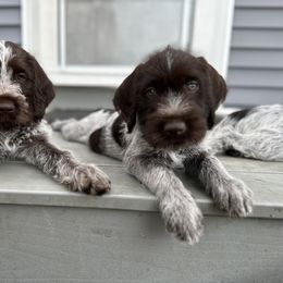 Wirehaired Pointing Griffon Puppies from Pine Barren Griffons