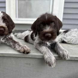 Wirehaired Pointing Griffon Puppies from Pine Barren Griffons