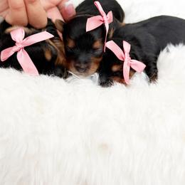 Puppy 4 - Black and tan female Yorkshire Terrier puppy in Modesto, California from The Dog House
