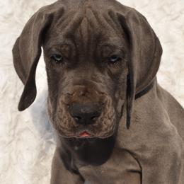 Great Dane Puppies from Big Tex K9 Konnection