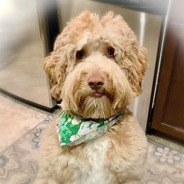 Rowan - Australian Labradoodle