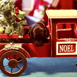 Rose Red -Dark pink collar female - Black female Double Doodle puppy in Norfolk, Virginia from Móraí’s Doodles