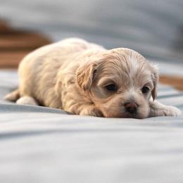 Mr. Light Blue - Cream male Maltipoo puppy in Springtown, Texas from North Texas Puppies