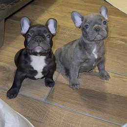 French Bulldog Puppies from A Quality French Bulldogs AZ