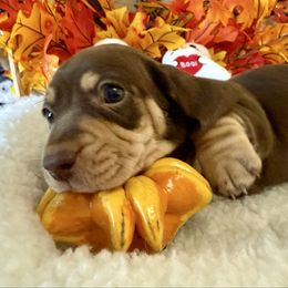 Chunky Monkey - Chocolate and cream male Dachshund puppy in Homedale, Idaho from Darlenea Engan