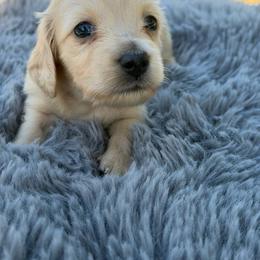 Dachshund Puppies from KJRC Kennels