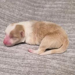 Turbo - White and gold male Border Collie puppy in Fresno, California from Alpine Tails