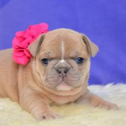 French Bulldog Puppies from DeSollar French Bulldogs