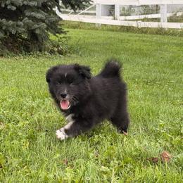 Bronco - male Nenets Herding Laika puppy in Rockville, Maryland from Skais the Limit