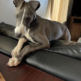 Greyhound Puppies from ARK Kennels