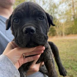 Orange - Black brindle male Cane Corso puppy in Opelousas, Louisiana from Azelees Cane Corso