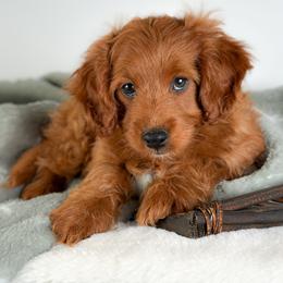 Chase - Red male Cockapoo puppy in Pledger, Texas from Sugarbear Cockapoos