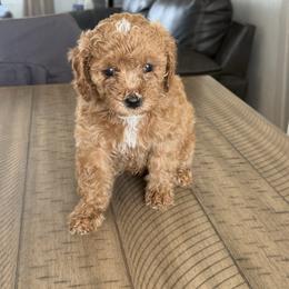 Nutmeg - male Cavapoochon puppy in Mt. Pleasant, Iowa from Platinum Premier Puppies