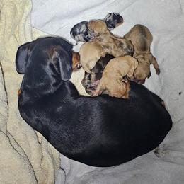 CKC Chocolate and Tan Shorthaired miniature - Chocolate and tan female Dachshund puppy in Canyon Lake, Texas from M&Ms Dachshunds of Central Texas
