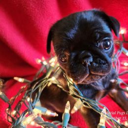Penny - Black female Pug puppy in Lebanon, Maine from Palatial Pugs LLC