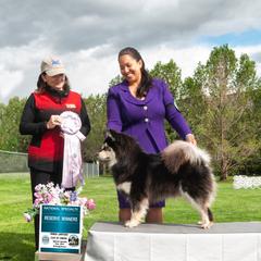 Finnish Lapphund Puppies from AlpenGlō Kennels