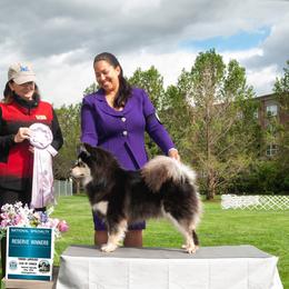 Finnish Lapphund Puppies from AlpenGlō Kennels